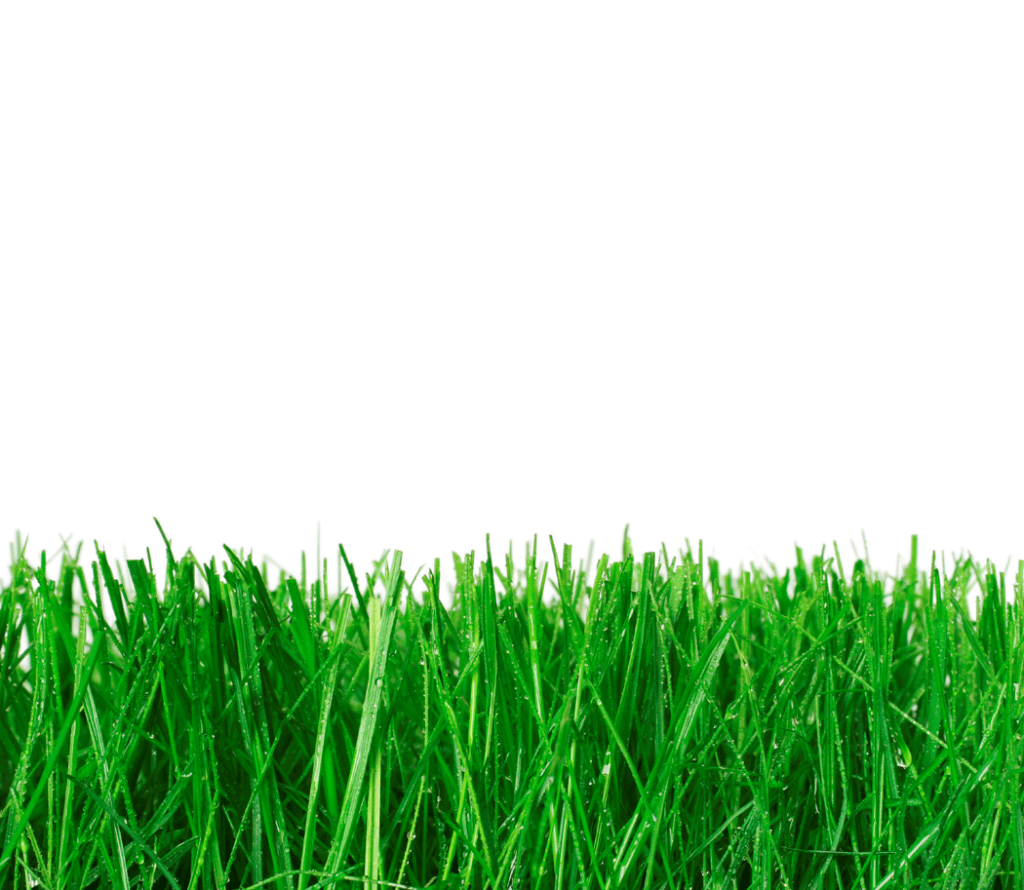 Whistling Through a Blade of&nbsp;Grass