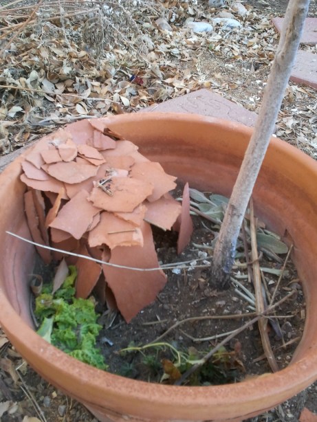 Fairy House in a Pot