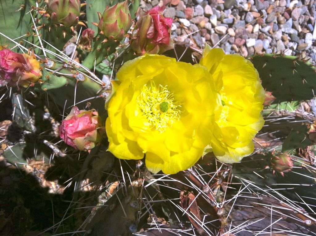 Desert Blooms
