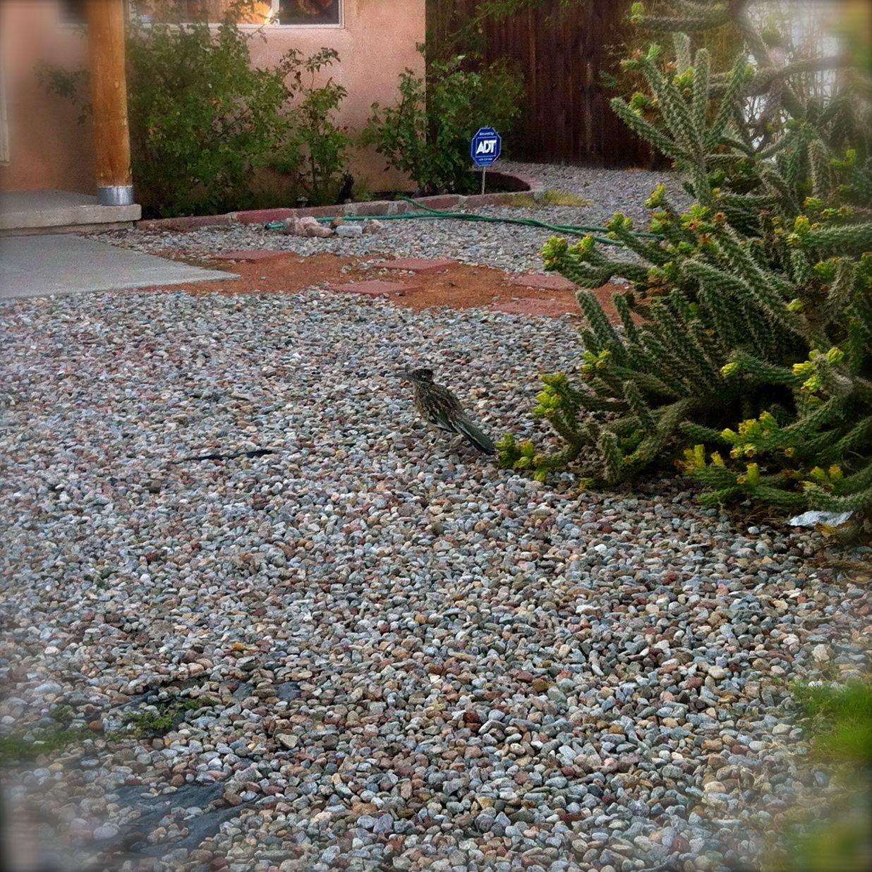 Roadrunner on a Hot Tin Roof