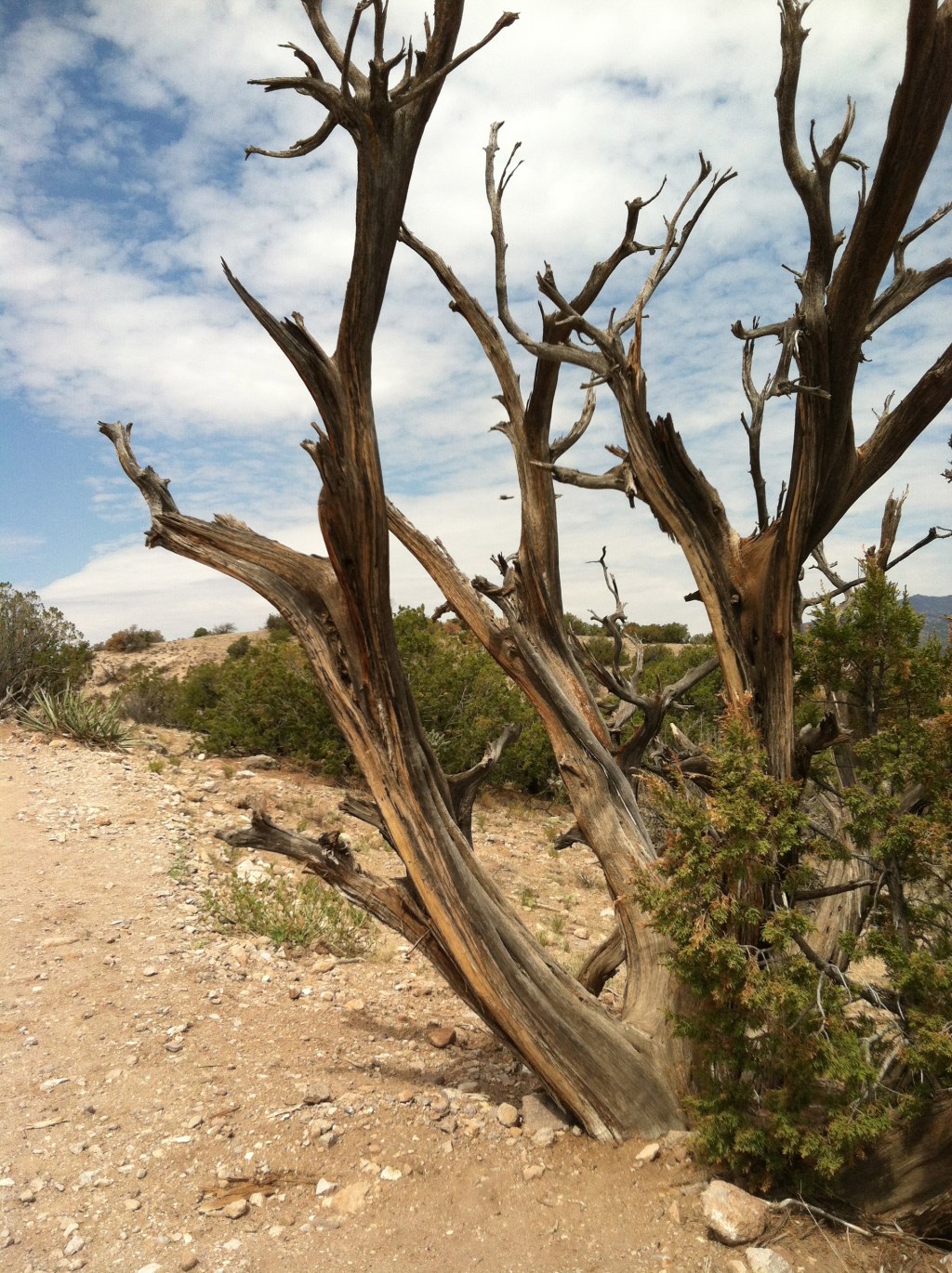 Twisty Juniper Trunk