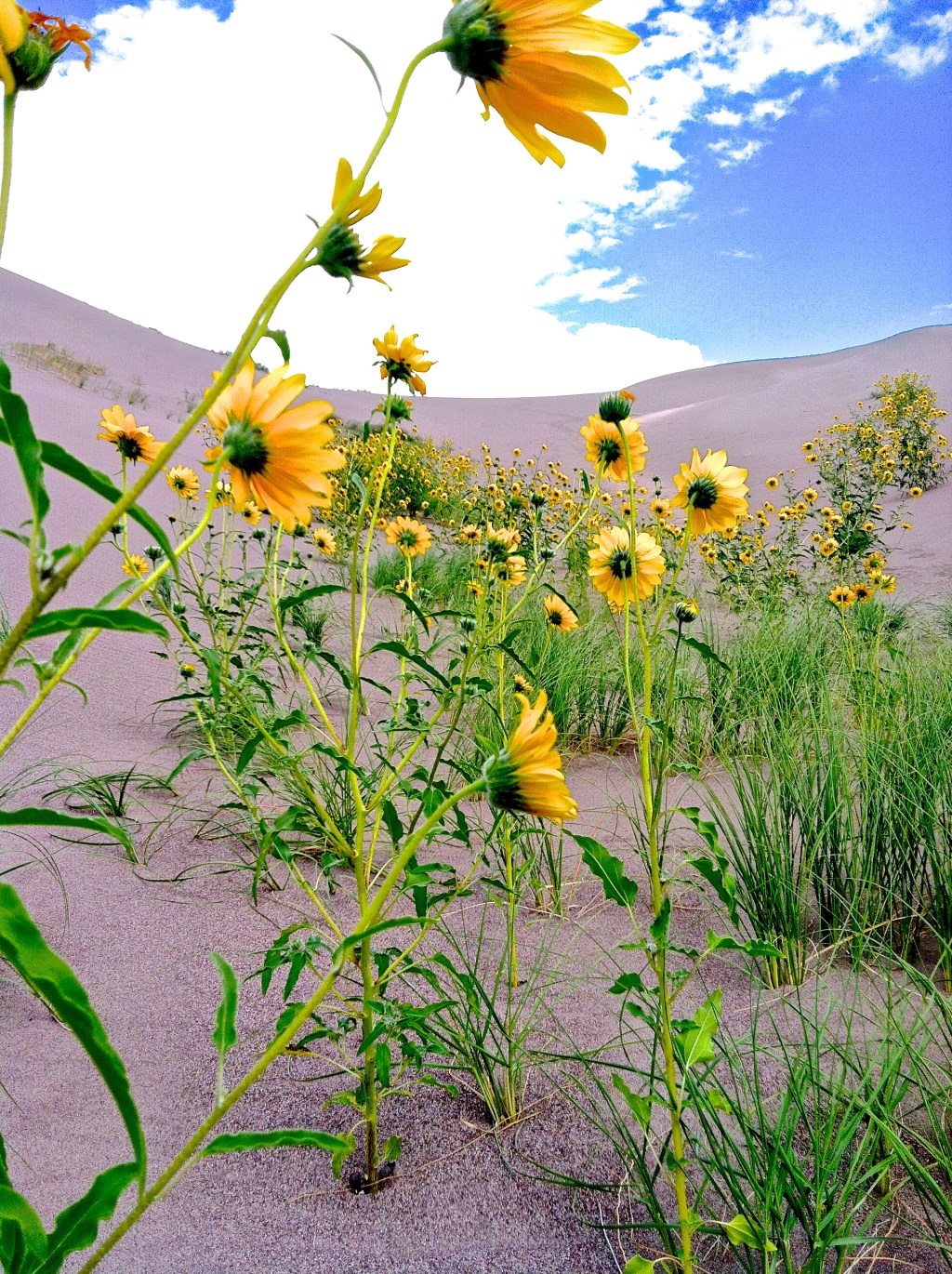 Flowers on the Dunes