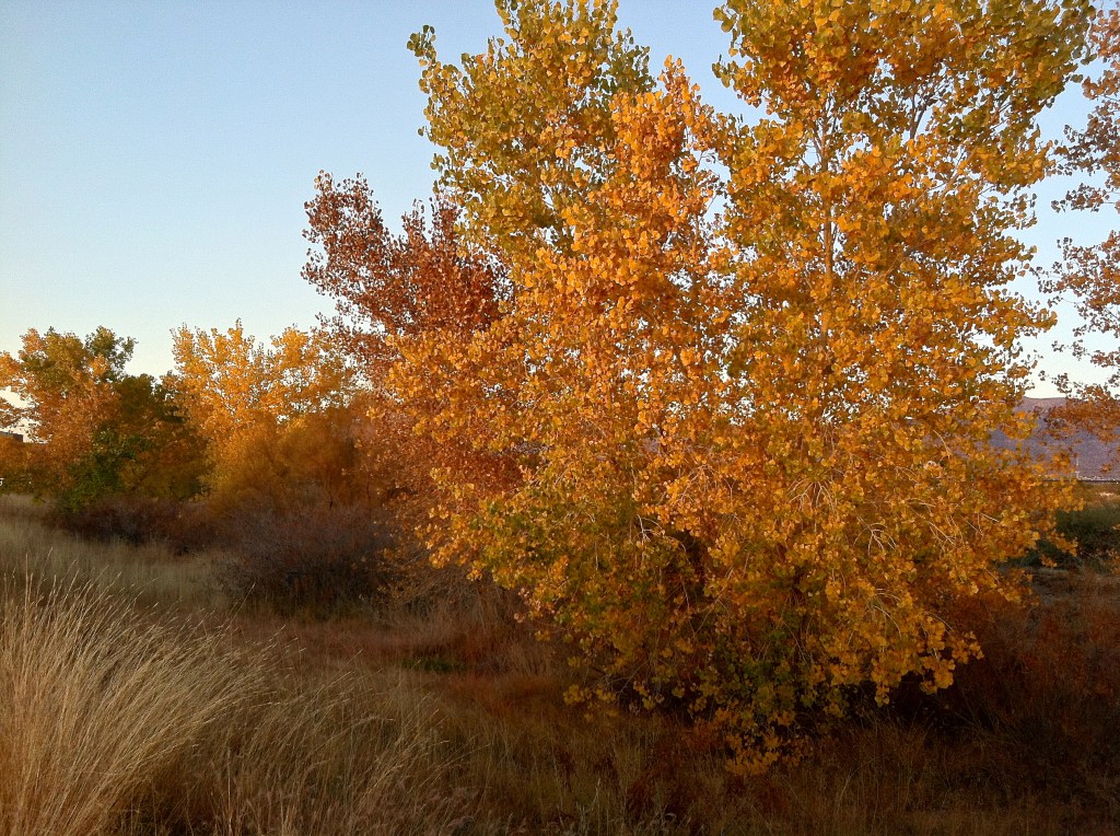 Fall in Albuquerque is&nbsp;Awesome