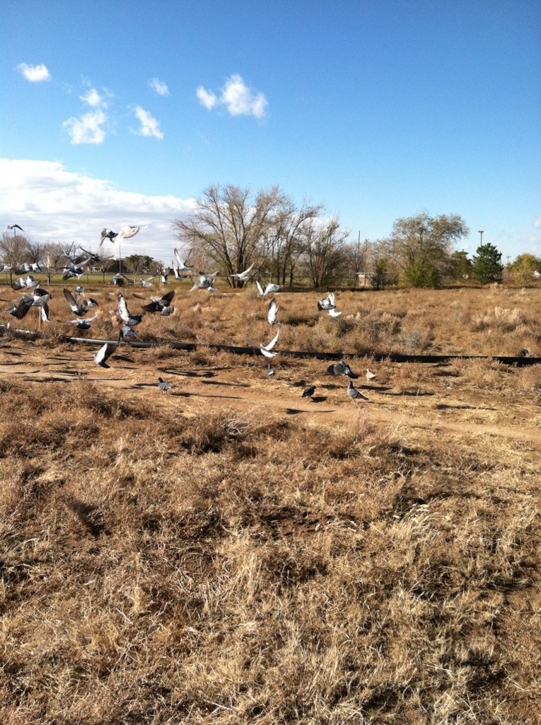 Pigeons in Flight