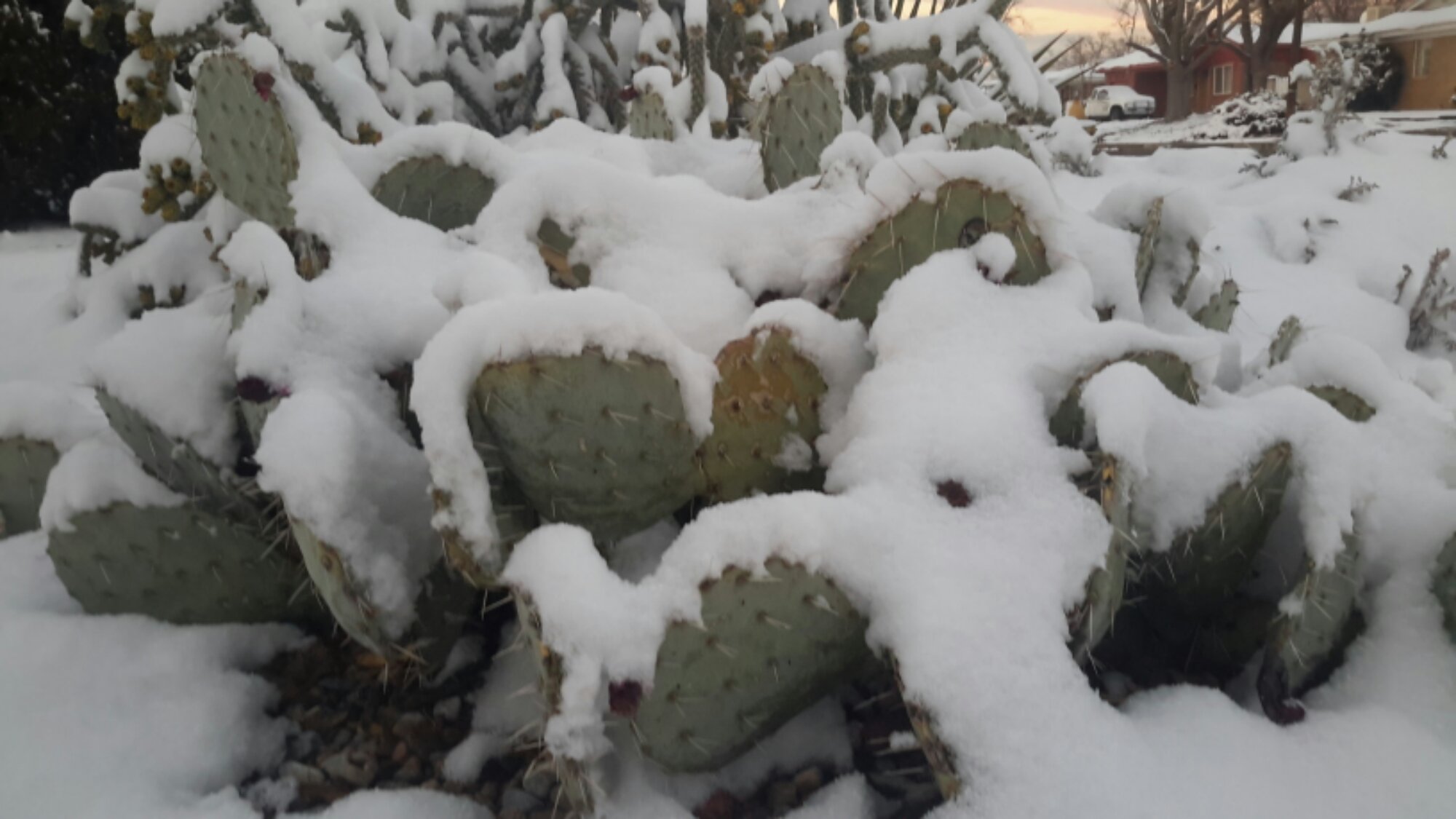 Cactus in the Snow