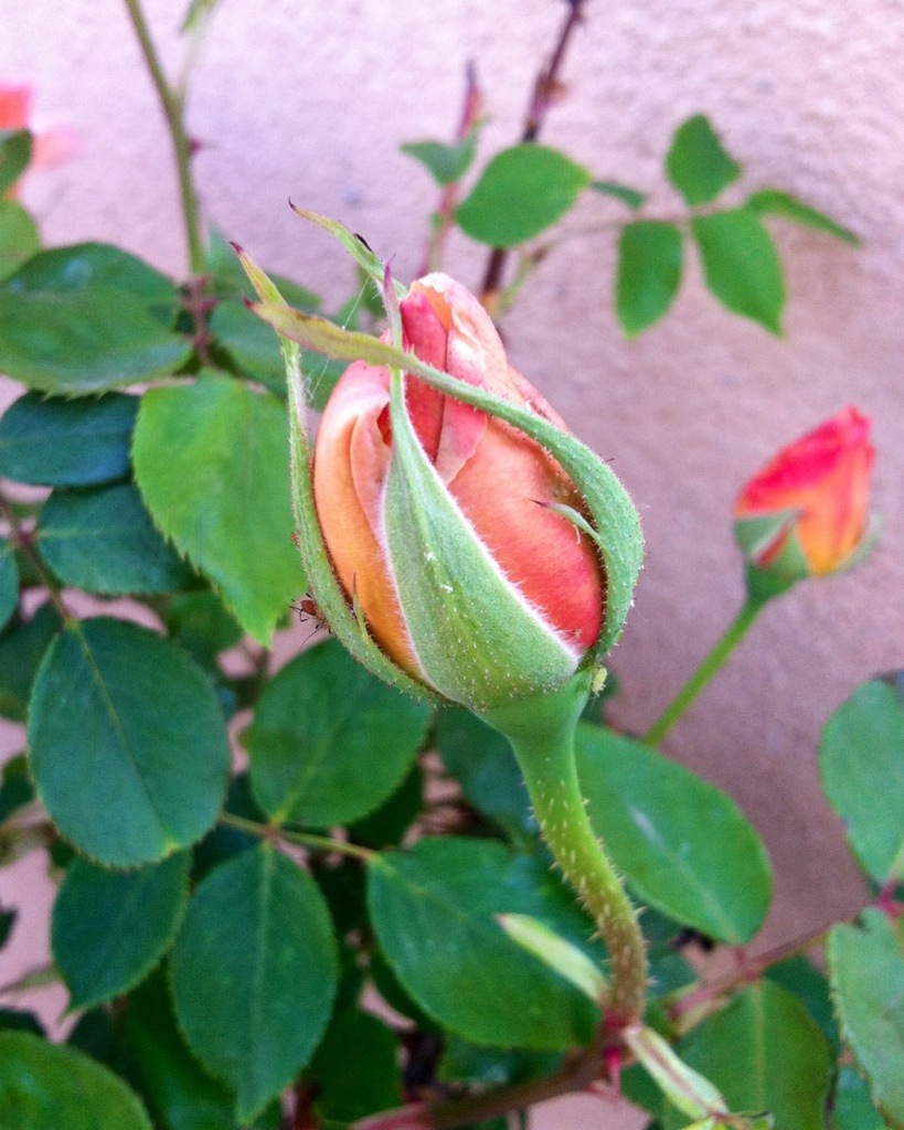 These Roses
