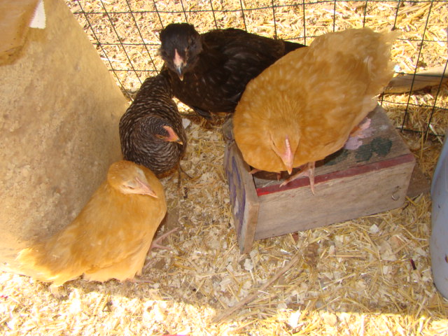 Chicken Coop Upgrade