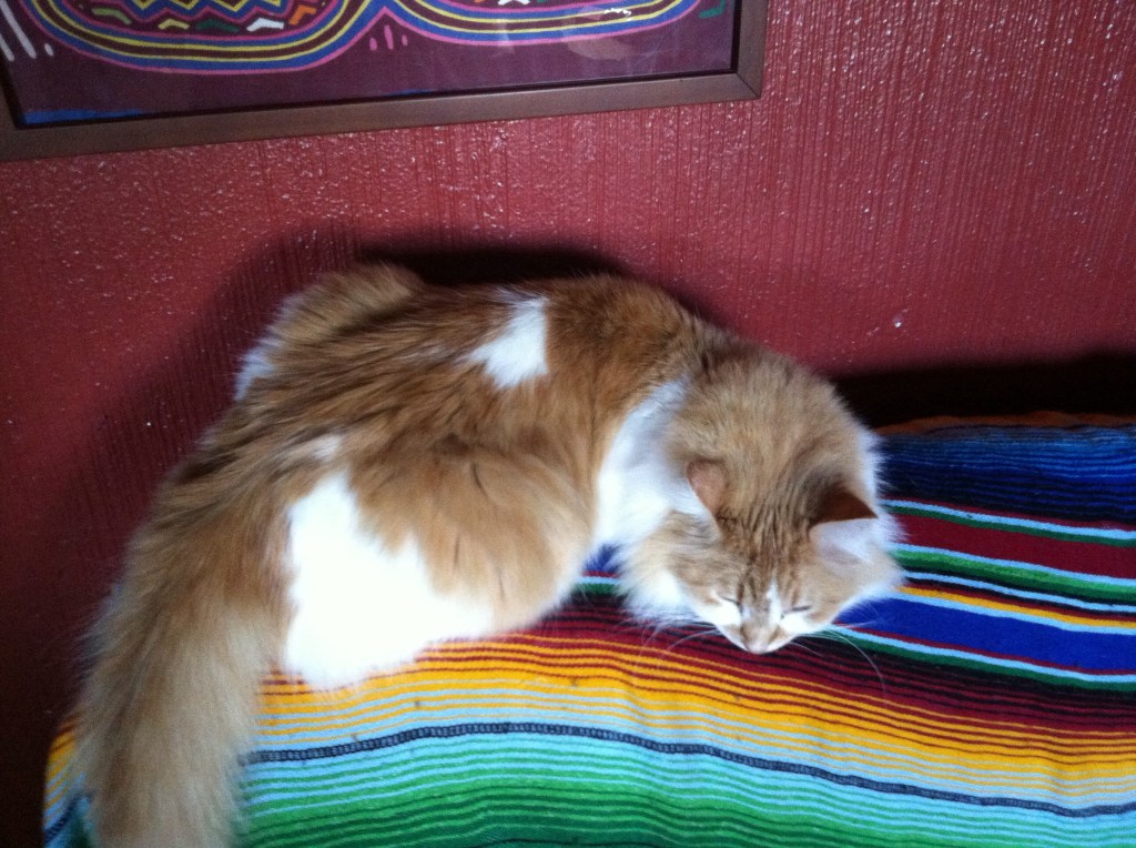 The Cat Has the Right&nbsp;Idea