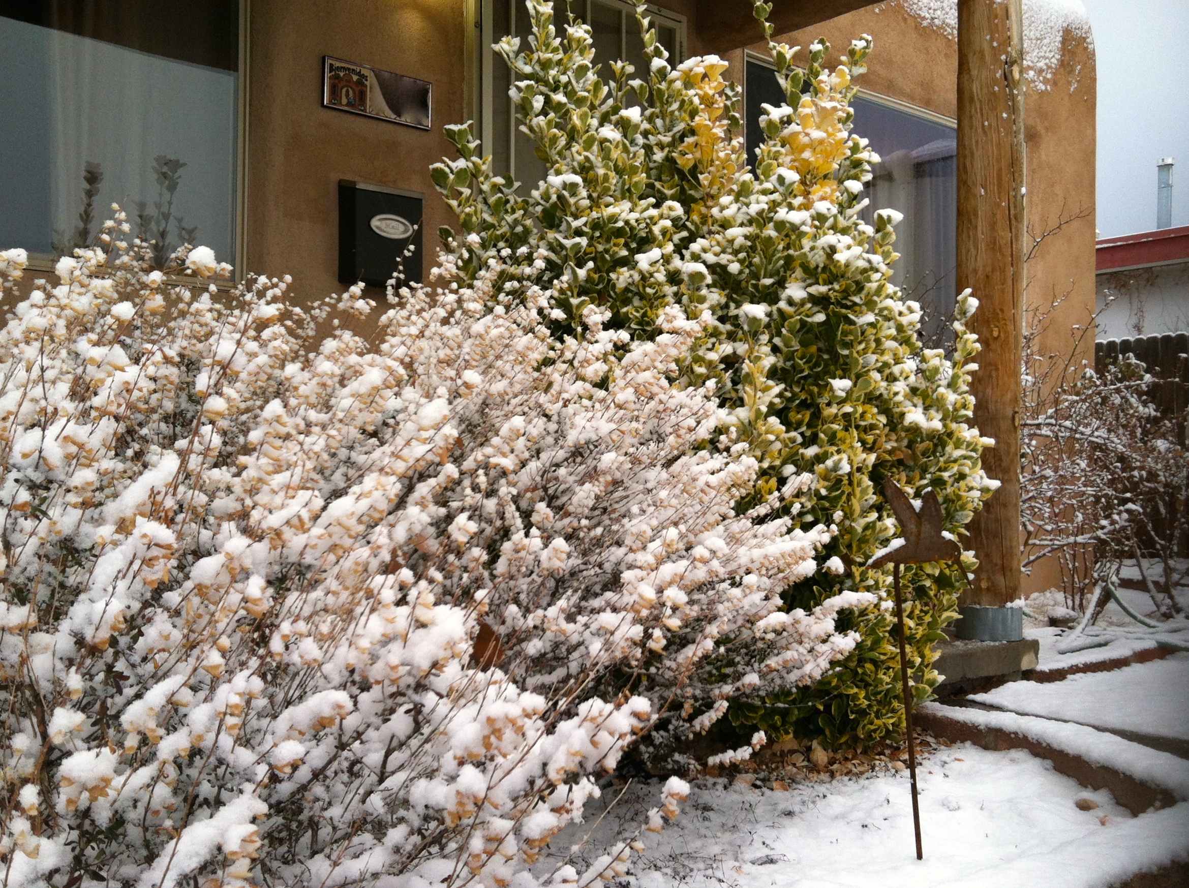 Snowy Desert