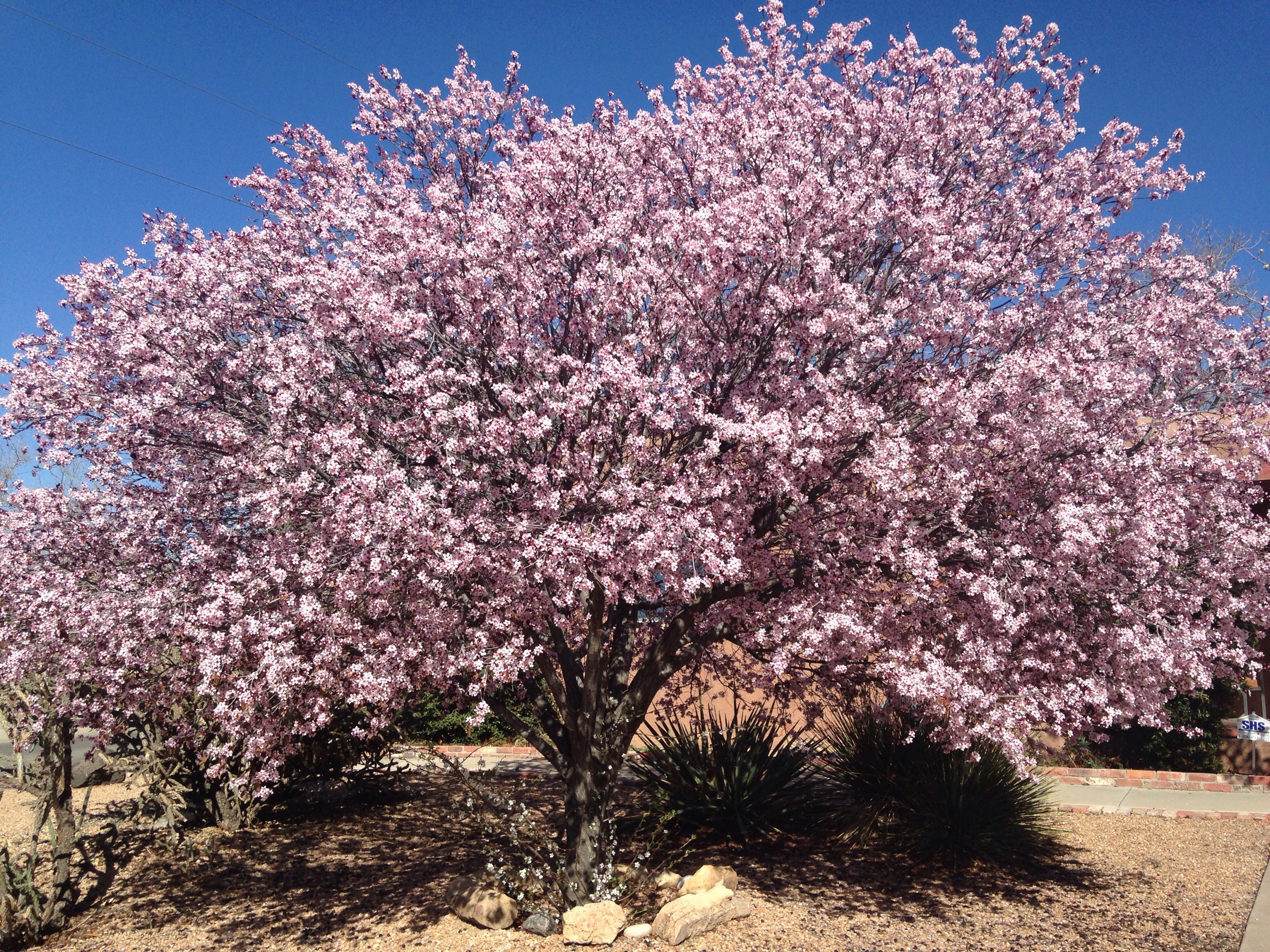 Spring in New Mexico