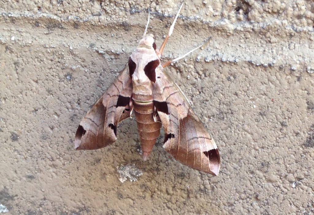 Mystery Moth
