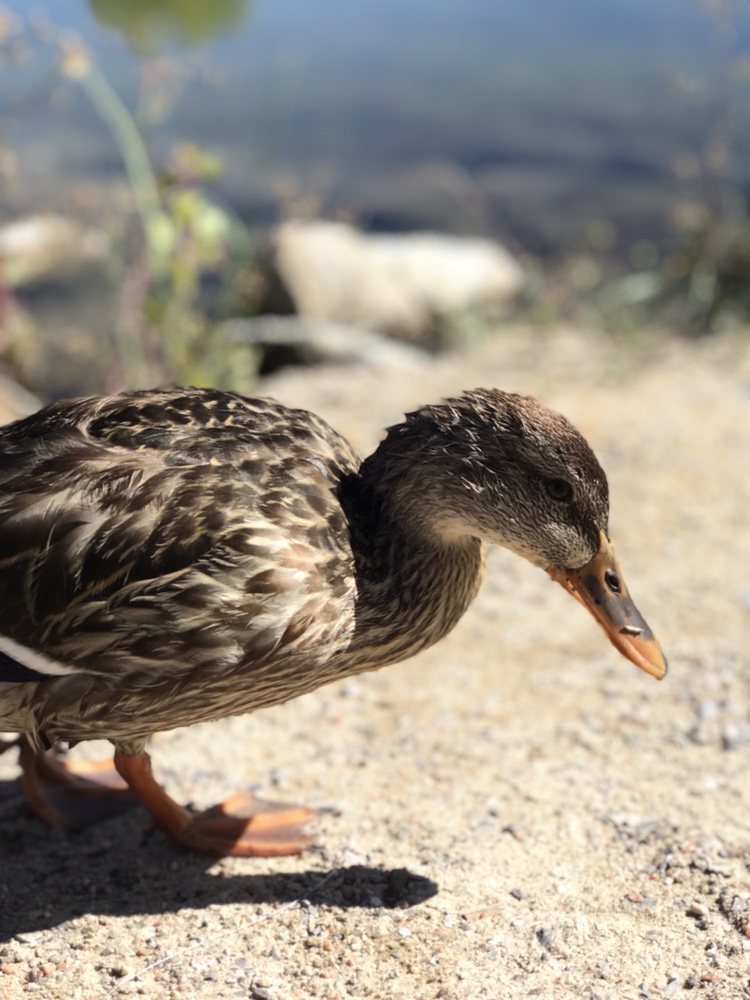 Duck Portraits